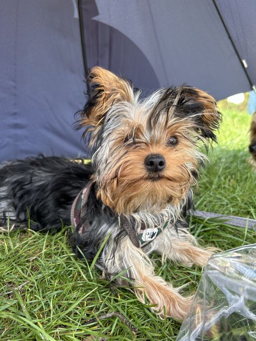 Yorkshire terrier