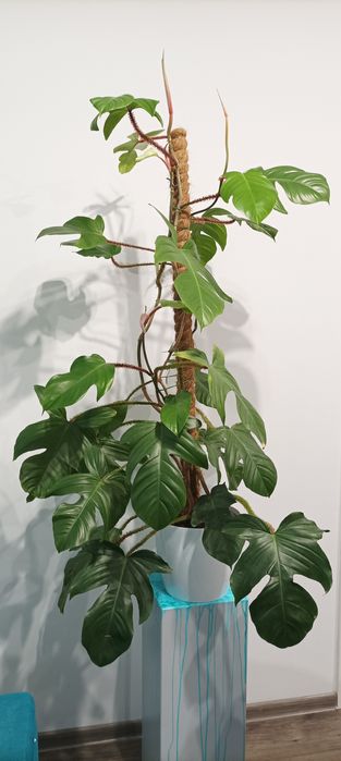 -- Duży Philodendron Squamiferum -- 140cm