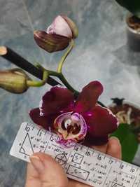 Продам орхідею , фаленопсис