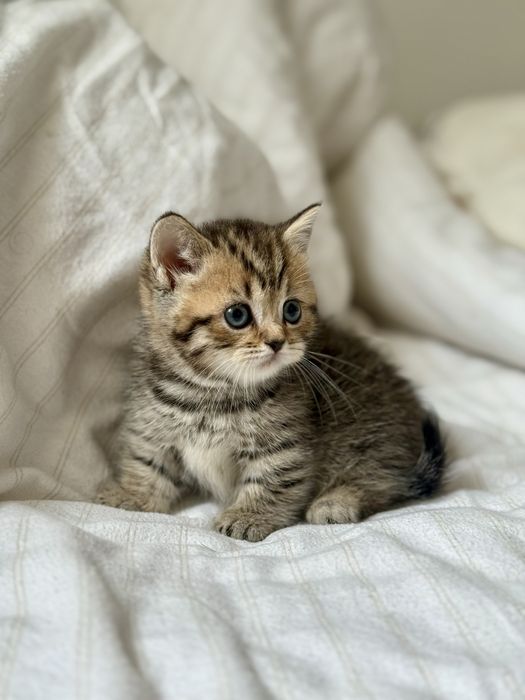 Дівчинка манчкін