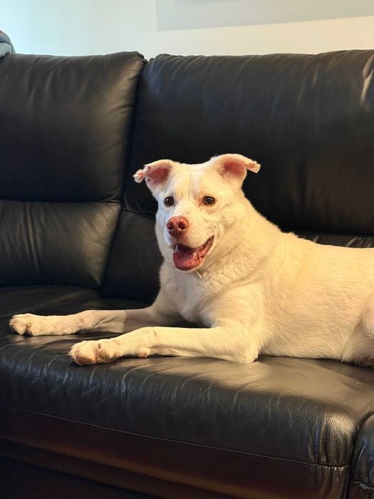 Snow para adoção responsável