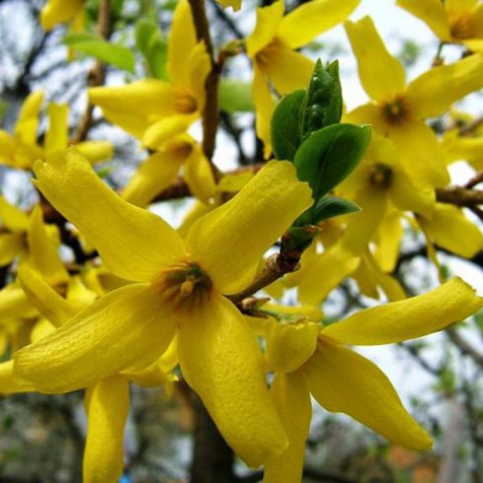 Форзиція великий кущ