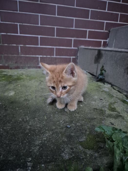 Oddam kotki w dobre ręce