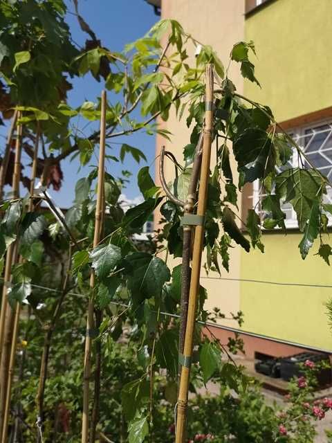 Piękana brzoza zielona i czerwona zwisająca -pendula