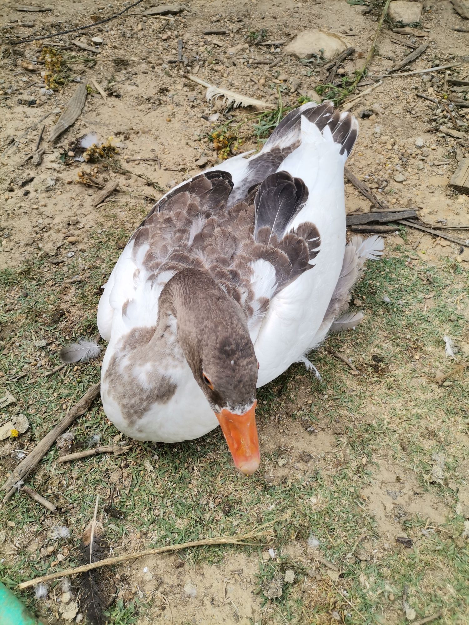 Patos gansos Toulouse vários tamanhos hos