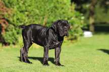 Cane Corso piesek z elitarnego Skojarzenia Multichampionów FCI