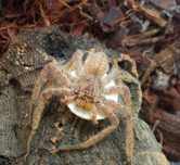 Heteropoda javana L2