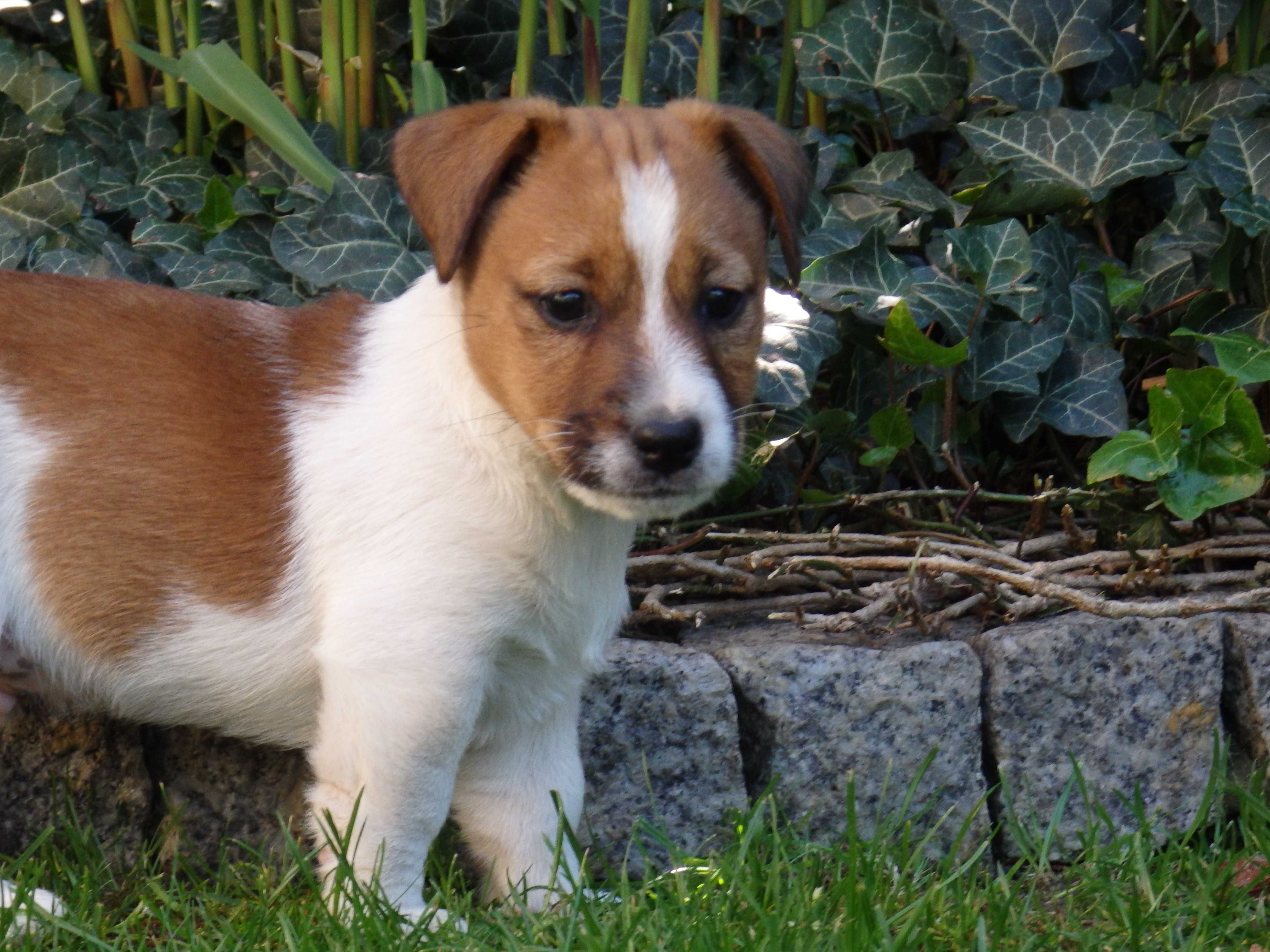 Jack Russell Terrier #MOBY Smartie Jacks# rodzice ZKwP/ FCI cute MALE