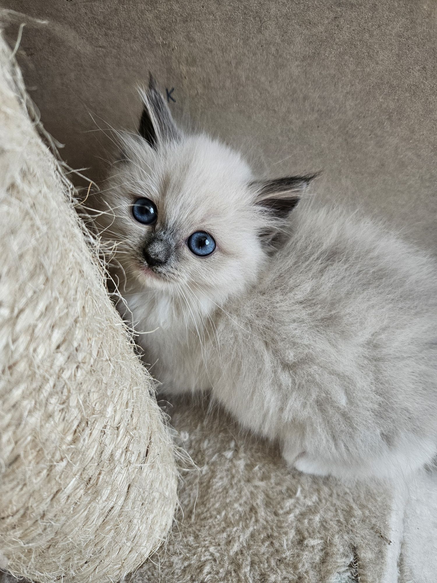 Kotki I Kocurki  Ragdoll