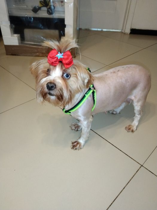 York goldust dorosła suczka