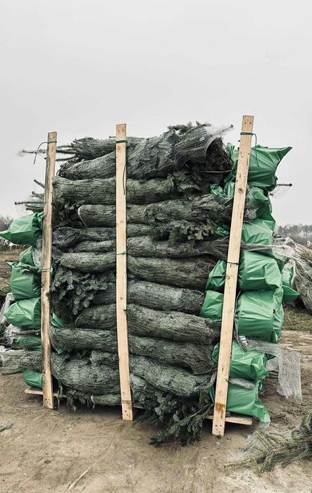 jodła kaukaska w donicy 1.50-1.80 świerki choinki