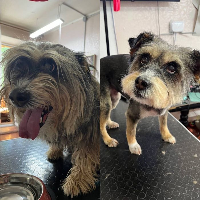 Стрижка собак так котиків,грумінг, район Виставка