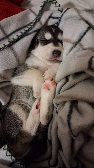 Husky, mieszańce do oddania za tydzień!