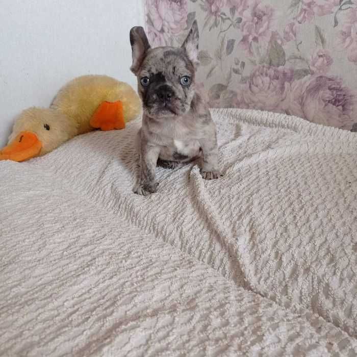 Французский бульдог. Мальчики.