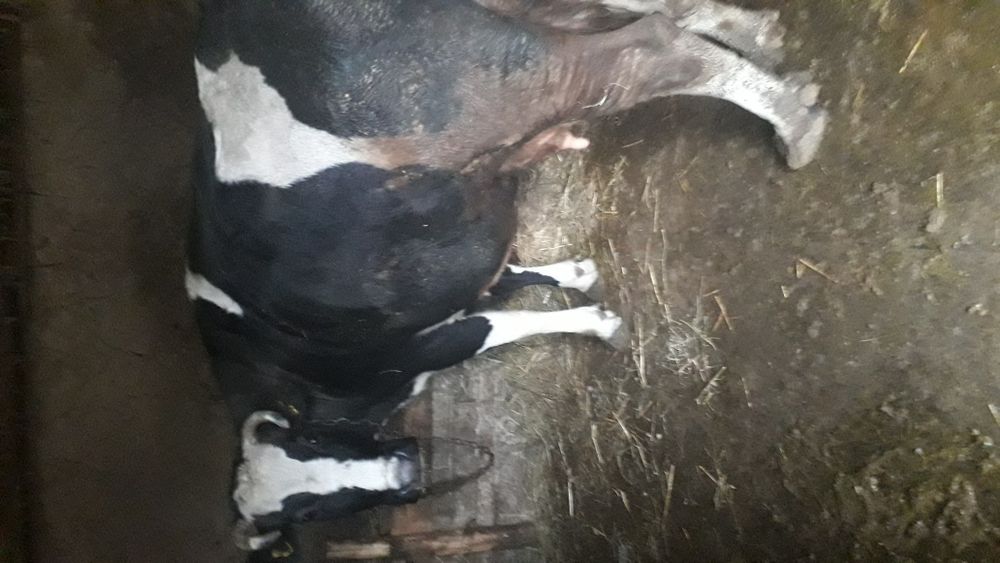 Продам корову стельную