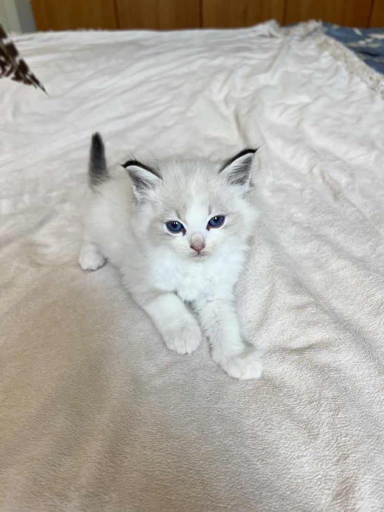 Kotka Ragdoll puszysty maluch z rodowodem
