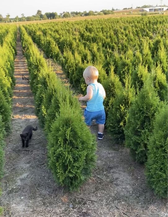 Tuja Szmaragd dostępne wysokości od 100 do 250 cm - Nasielsk 05 190