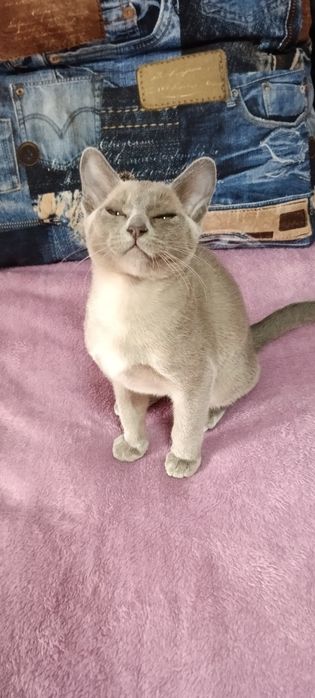 Кошенята породи бурма блакитні чудові хлопчики котики