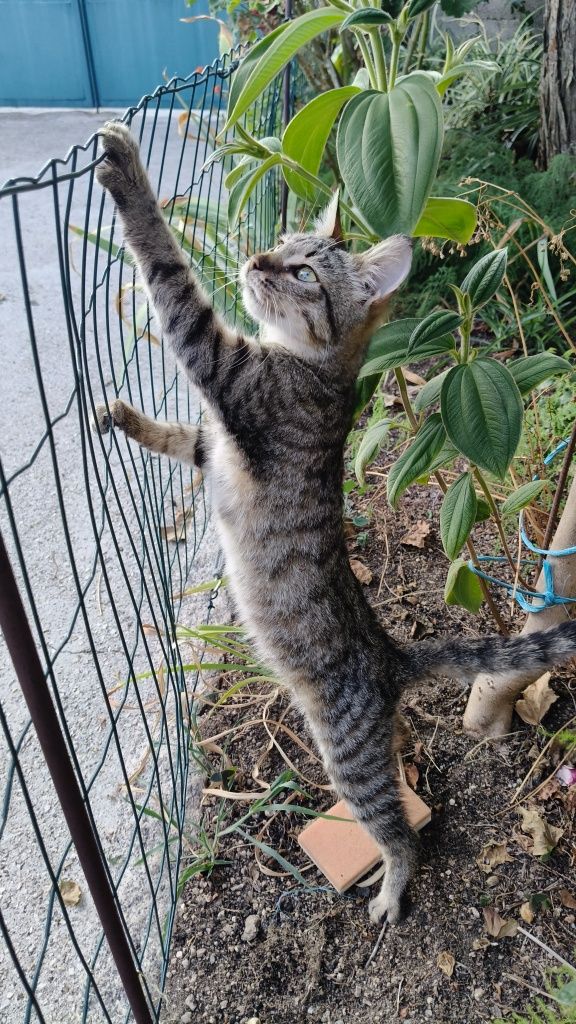 Gatinho para adoção responsável