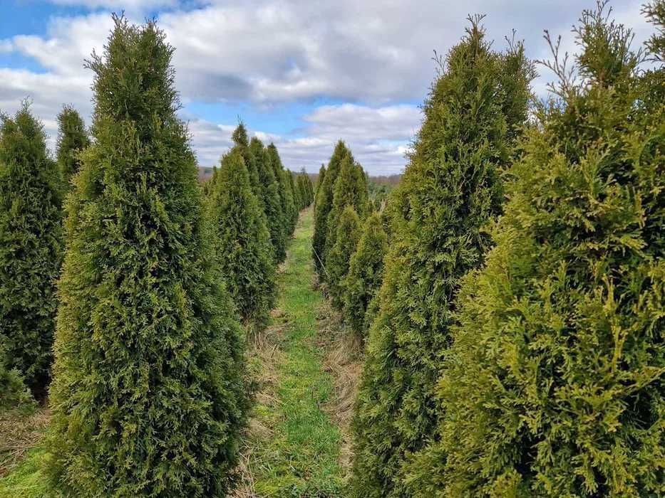 TUJA Thuja SZMARAGD wys. 100-120 cm Dostawa gratis-woj Mazowieckie