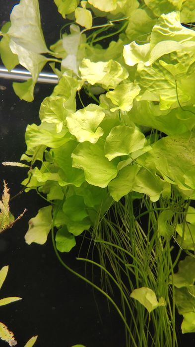 Nymphoides sp. "Taiwan"