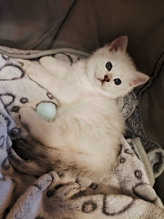 kotka kocurek kocięta kociaki srebrny brytyjski krótkowłosy ns11