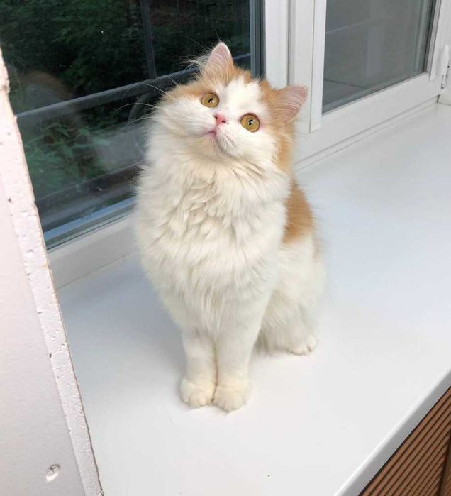 Молоденька кішечка Луна красуня, ніжна квіточка, 11 месяцев