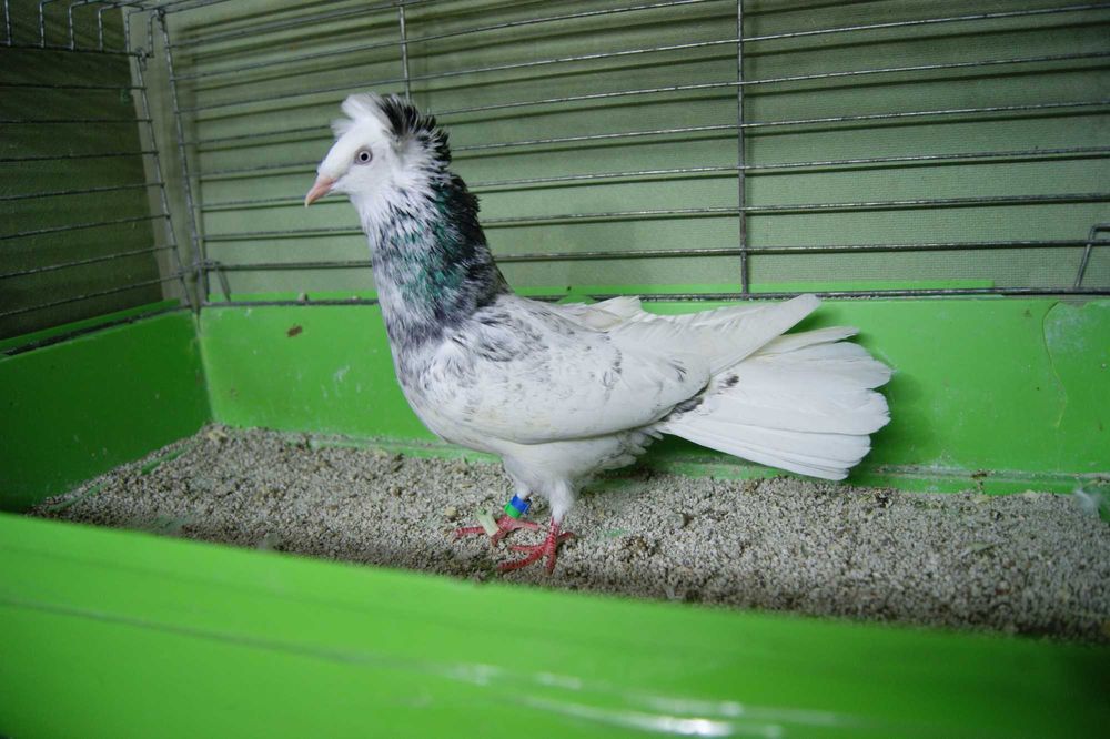 Gdański Sokół z rok.25