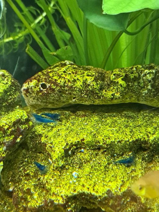 Camarões Neocaridina Blue Dream