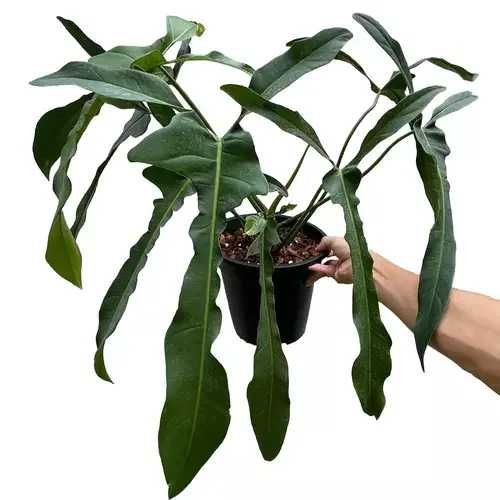 Philodendron Longilobatum 'Lelano Miyano'