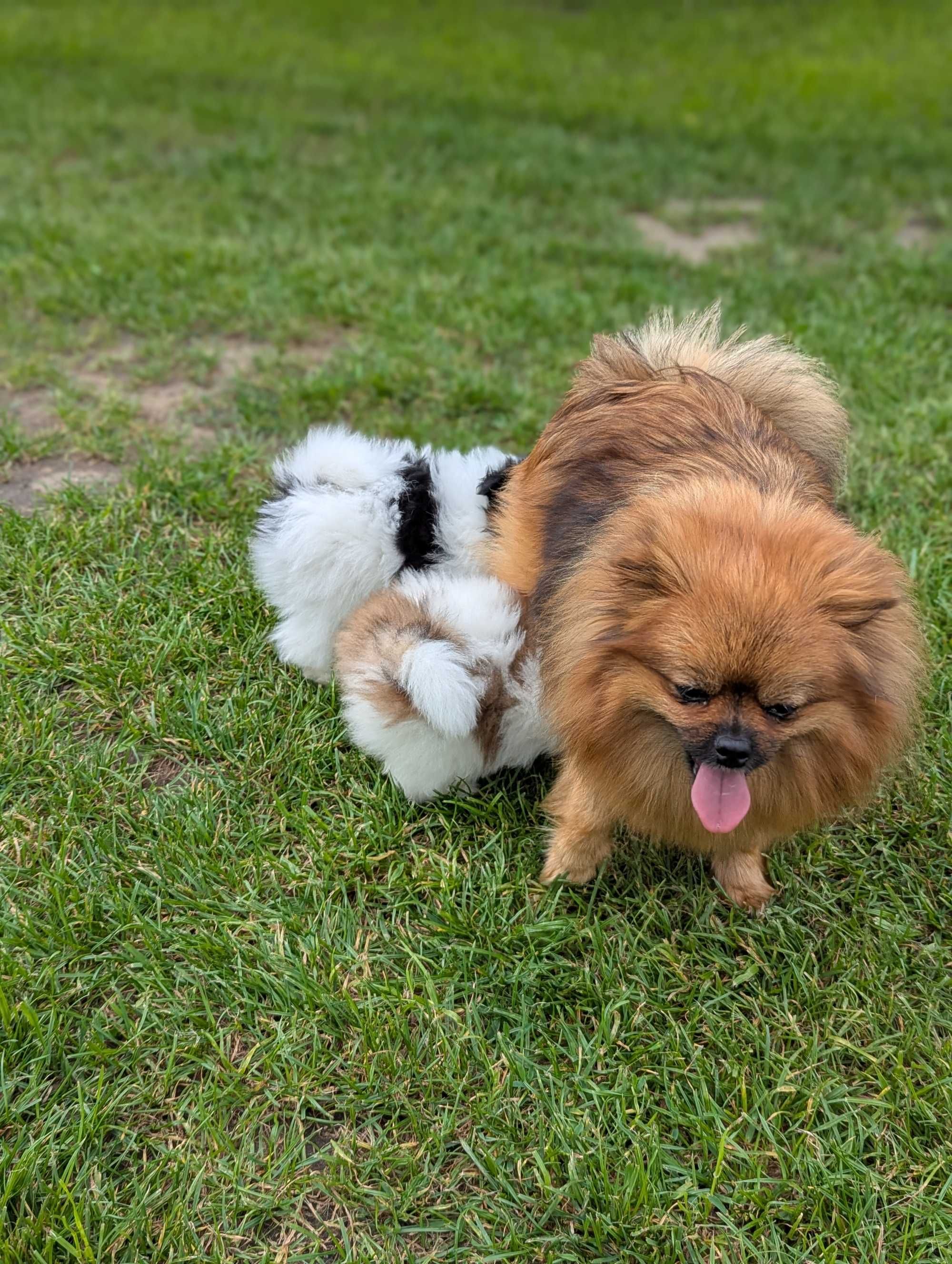 Szpic miniaturowy, pomeranian
