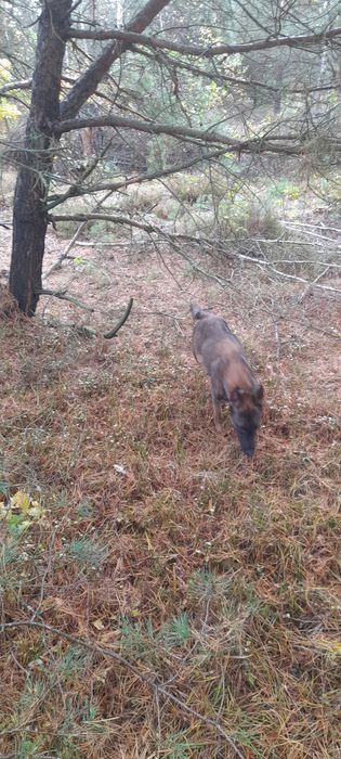 Відам собаку в добрі руки