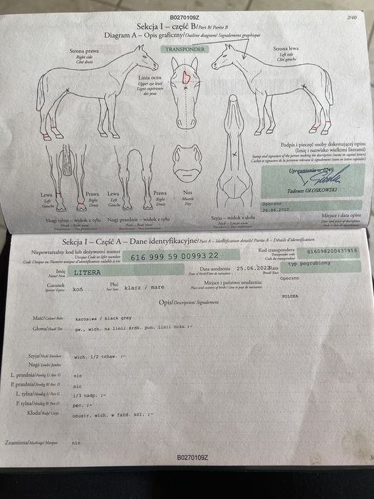 Klacz karosiwa zimnokrwista !