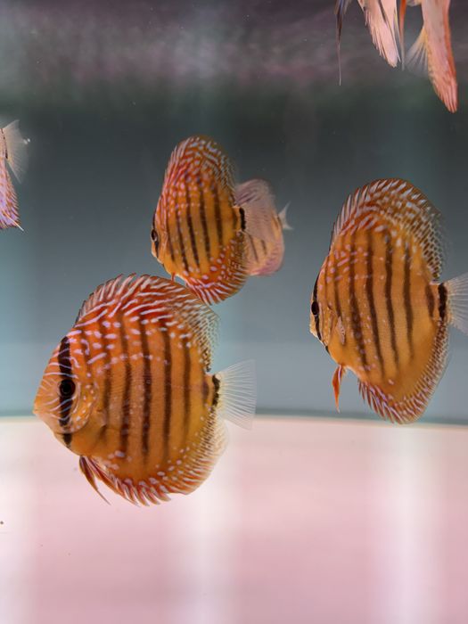 Peixes DISCUS saudáveis