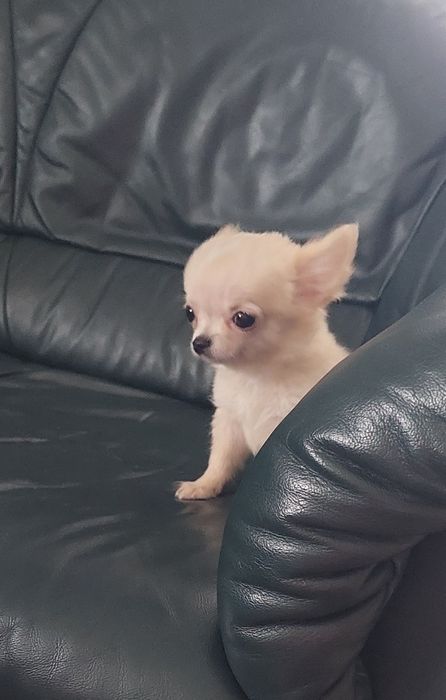 Długowłosy piesek chihuahua