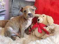 Uroczy piesek Amstaff!