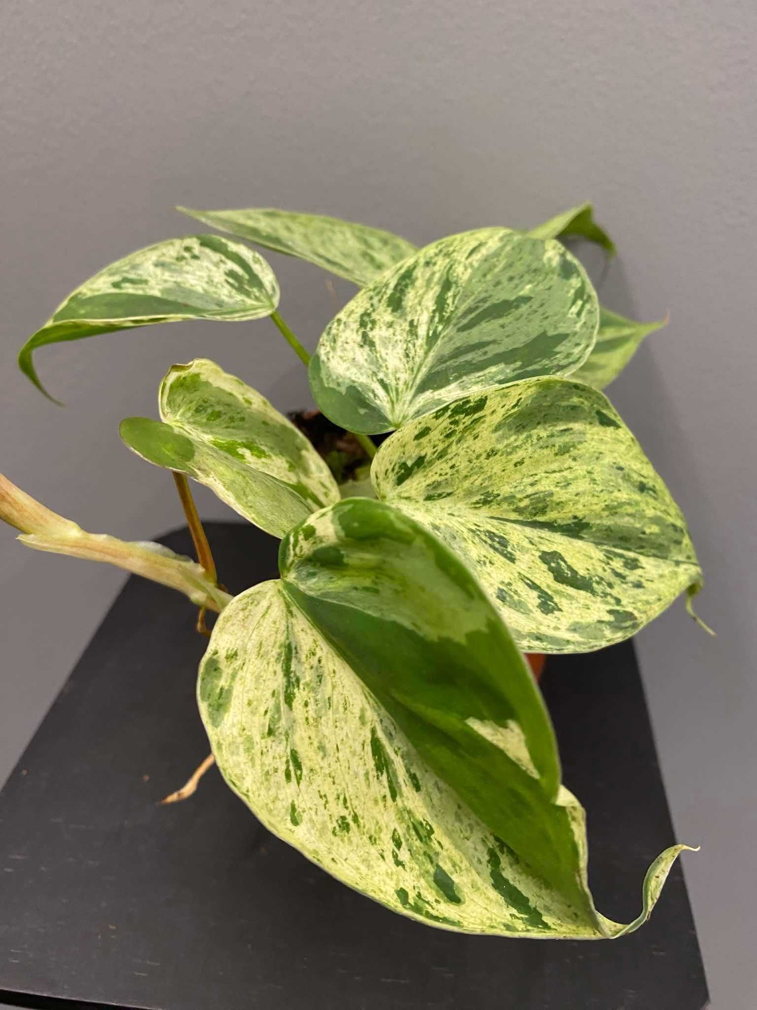 Philodendron Hederaceum Oxycardium Variegata Filodendron