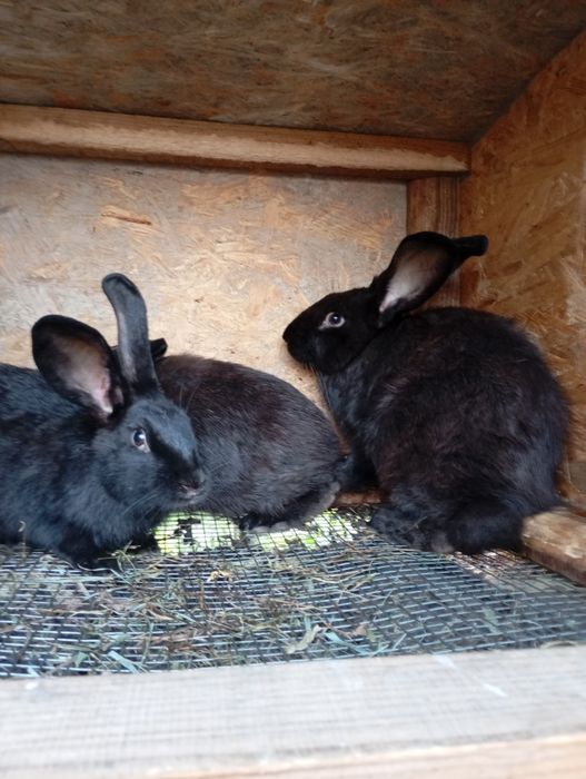 Кролики . Каліфорнія , термонці , полтавське  срібло . Різного віку ,.