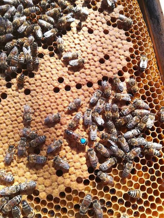 Sprzedam gotowe odkłady pszczele  5 ramkowe sezon 2026