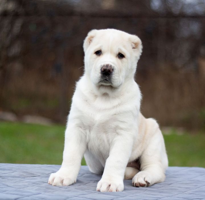 Очаровательная красотка Среднеазиатс