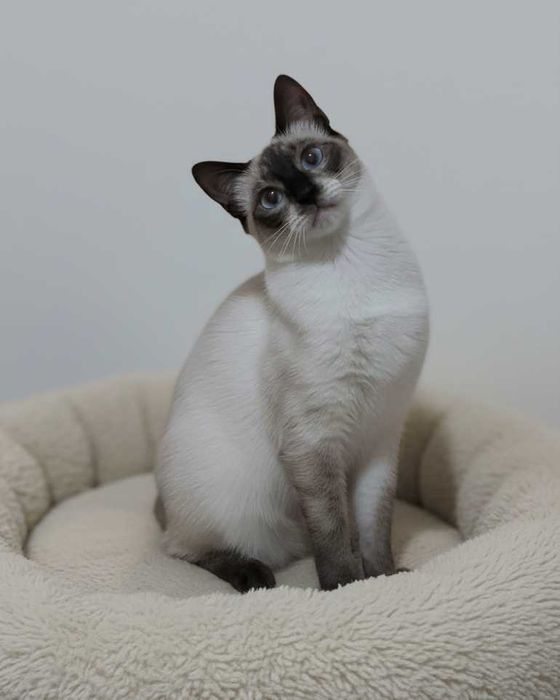 Setúbal / Margem Sul / Lisboa — CALVIN e KLEIN, gatinhos para adoção