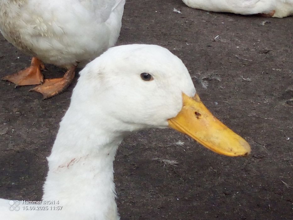 Kaczki staropolskie mulard dzikie biegus  francuskie Pekin z tego roku
