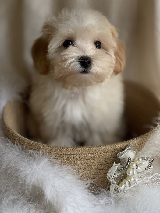 Мальтипу ф1 Boy