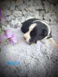 Border collie cudowny piesek, przebadani rodzice