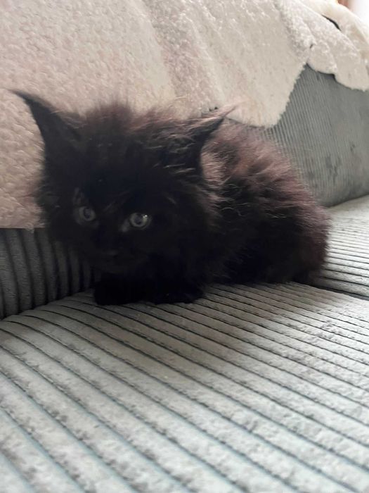 Kocurek Maine Coon czarny n linia shaded