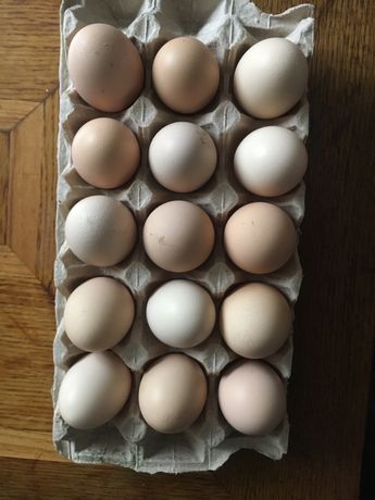 Домашні Яйця 5грн