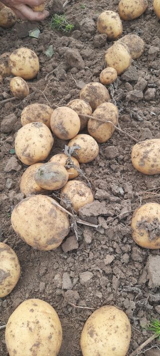 Ziemniaki odmiany Tajfun i Lord