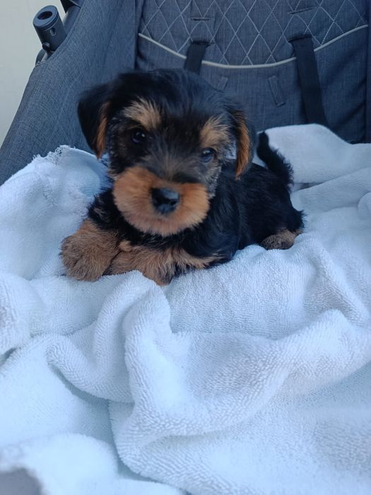 Cachorrinho Yorkshire super fofo