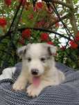 Border collie/ piesek / ZKwP