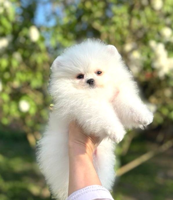 Супер міні білий хлопчик 4міс. Ксу. Доставка